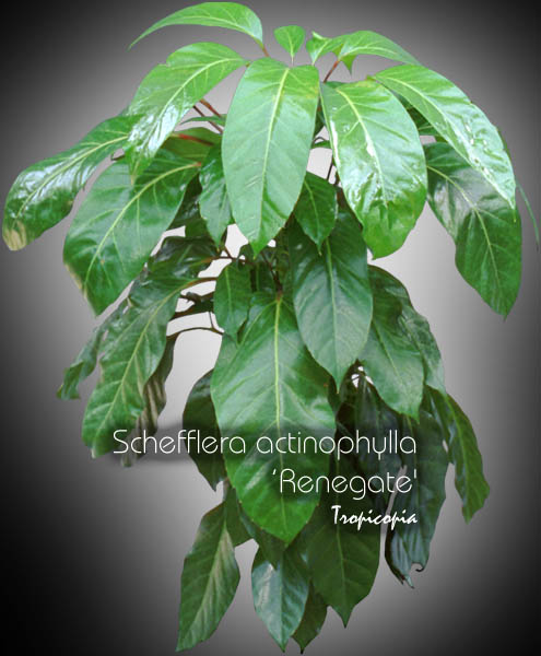 Schefflera - Schefflera actinophylla 'Renegade' - Umbella plant
